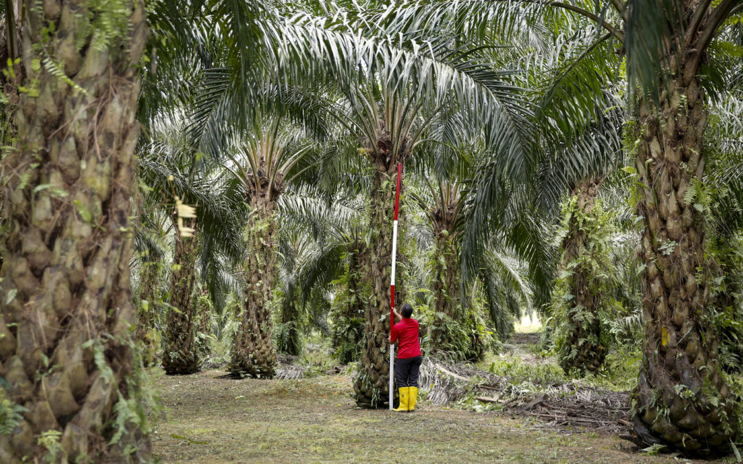 Jak powstaje olej palmowy?
